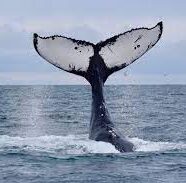 Whale Watching On The East Coast Of Oz